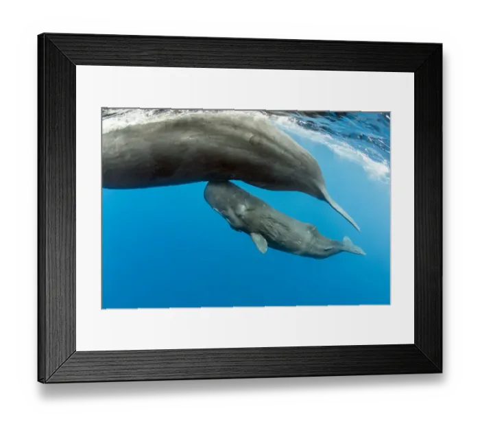 Framed Print : Sperm whale (Physeter macrocephalus) mother surfacing with calf below, Dominica, Caribbean Sea Framed Print : Sperm whale (Physeter macrocephalus) mother surfacing with calf below, Dominica, Caribbean Sea