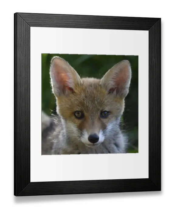 Framed Print : Red fox (Vulpes vulpes) pup portrait, Vosges, France, June Framed Print : Red fox (Vulpes vulpes) pup portrait, Vosges, France, June