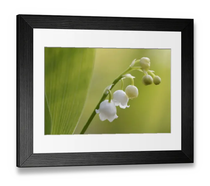 Framed Print : Lily of the valley (Convallaria majalis) Vosges, France, April Framed Print : Lily of the valley (Convallaria majalis) Vosges, France, April
