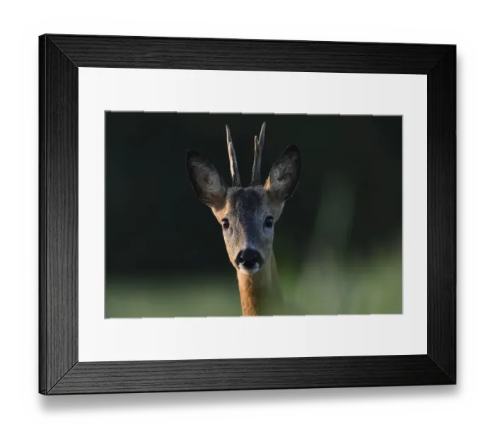Framed Print : Roe deer (Capreolus capreolus) male portrait, , Vosges, France, May Framed Print : Roe deer (Capreolus capreolus) male portrait, , Vosges, France, May