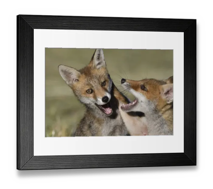Framed Print : Red fox (Vulpes vulpes) pups playing, Vosges, France, June Framed Print : Red fox (Vulpes vulpes) pups playing, Vosges, France, June