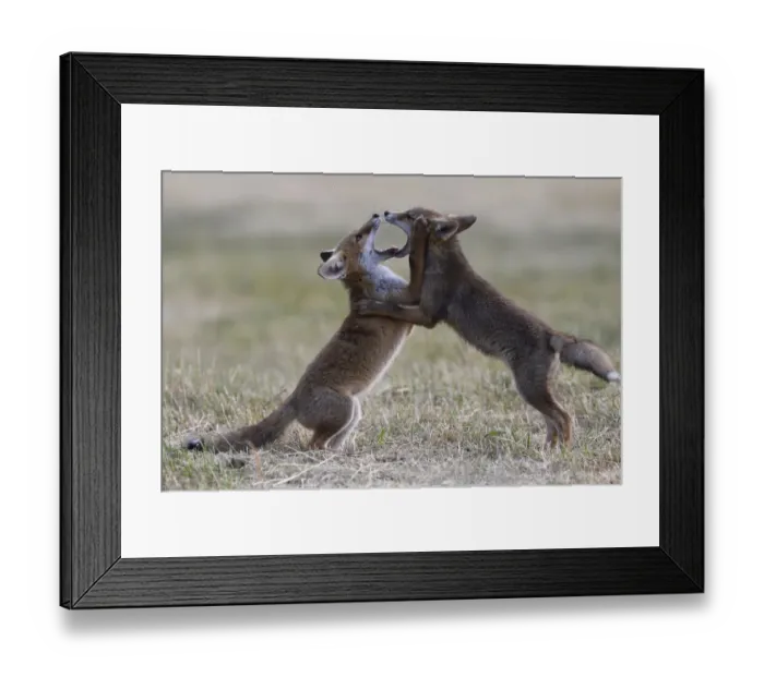 Framed Print : Red fox (Vulpes vulpes) pups playing, Vosges, France, June Framed Print : Red fox (Vulpes vulpes) pups playing, Vosges, France, June