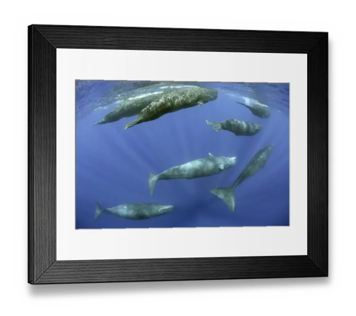 Framed Print : Sperm whale (Physeter macrocephalus) pod, Dominica, Caribbean Sea, Atlantic Ocean Framed Print : Sperm whale (Physeter macrocephalus) pod, Dominica, Caribbean Sea, Atlantic Ocean