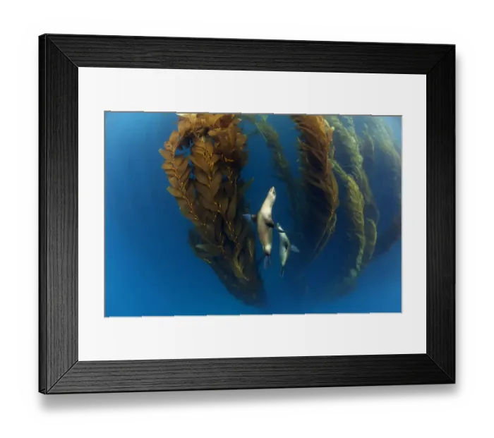Framed Print : Californian sea lion (Zalophus californianus) in Giant kelp (Macrocystis pyrifera) forest Framed Print : Californian sea lion (Zalophus californianus) in Giant kelp (Macrocystis pyrifera) forest