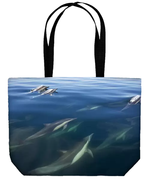 Long-beaked common dolphin (Delphinus capensis), Bahia de los Angeles Biosphere Reserve