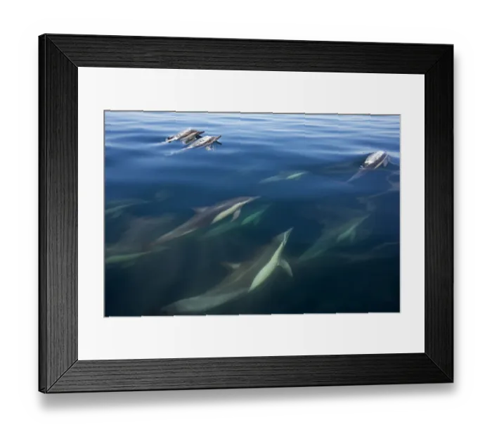 Framed Print : Long-beaked common dolphin (Delphinus capensis), Bahia de los Angeles Biosphere Reserve Framed Print : Long-beaked common dolphin (Delphinus capensis), Bahia de los Angeles Biosphere Reserve