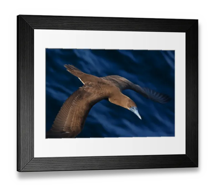 Framed Print : Brown booby (Sula leucogaster) flying over San Pedro Martir Island Protected Area Framed Print : Brown booby (Sula leucogaster) flying over San Pedro Martir Island Protected Area