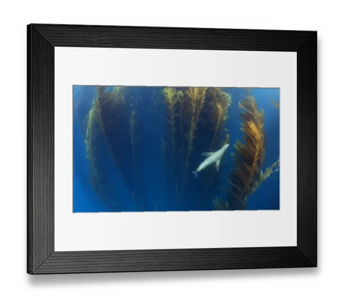 Framed Print : Californian sea lion (Zalophus californianus) in Giant kelp (Macrocystis pyrifera) forest Framed Print : Californian sea lion (Zalophus californianus) in Giant kelp (Macrocystis pyrifera) forest