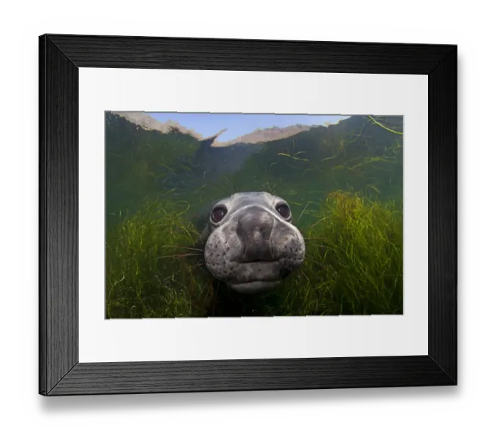 Framed Print : Northern elephant seal (Mirounga angustirostris) approaching camera, Cedros Island