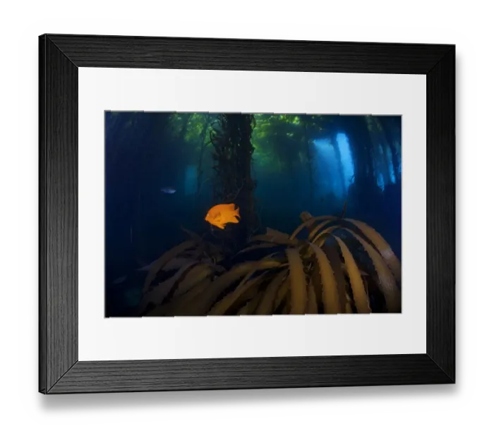 Framed Print : Garibaldi fish (Hypsypops rubicundus) and Giant Kelp (Macrocystis pyrifera) forest