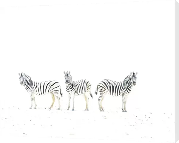 Plains zebra (Equus burchelli) three on dried mud plains, Etosha National Park, Namibia
