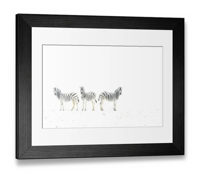 Framed Print : Plains zebra (Equus burchelli) three on dried mud plains, Etosha National Park, Namibia Framed Print : Plains zebra (Equus burchelli) three on dried mud plains, Etosha National Park, Namibia