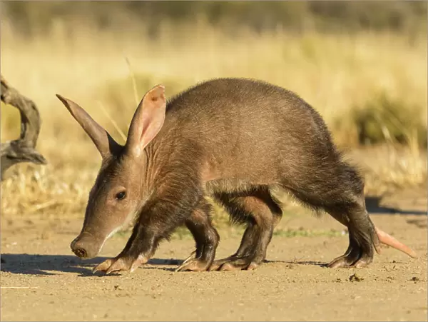 Aardvark (Orycteropus afer), young individual walking, Nambia