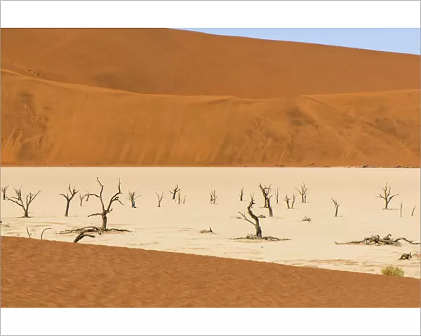 Dead Camelthorn trees (Vachellia erioloba) on sand, Deadvlei, Sossusvlei, Naukluft National Park