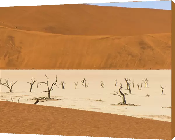 Dead Camelthorn trees (Vachellia erioloba) on sand, Deadvlei, Sossusvlei, Naukluft National Park