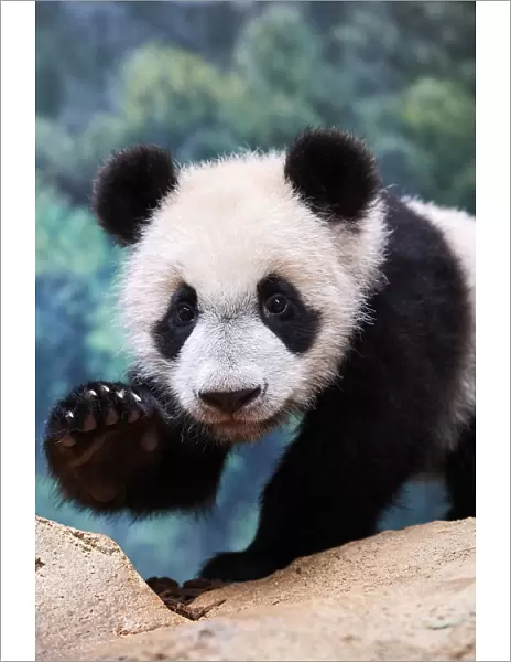 Giant panda cub (Ailuropoda melanoleuca) portrait Yuan Meng, first giant panda ever born in France