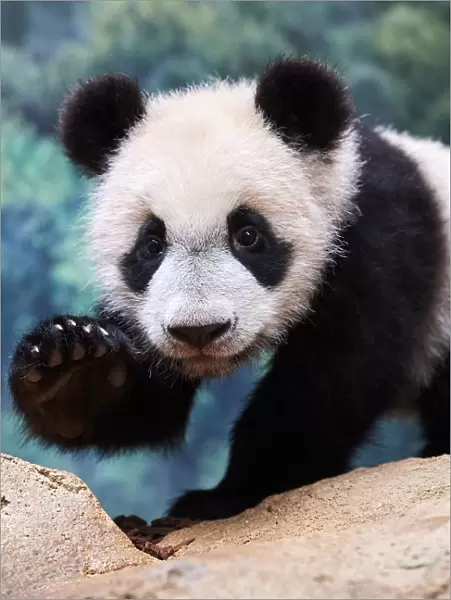 Giant panda cub (Ailuropoda melanoleuca) portrait Yuan Meng, first giant panda ever born in France