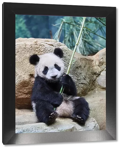 Giant panda (Ailuropoda melanoleuca) cub playfuly chewing a bamboo stick. Yuan Meng