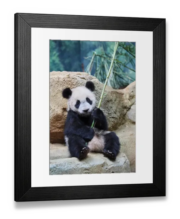Framed Print : Giant panda (Ailuropoda melanoleuca) cub playfuly chewing a bamboo stick. Yuan Meng