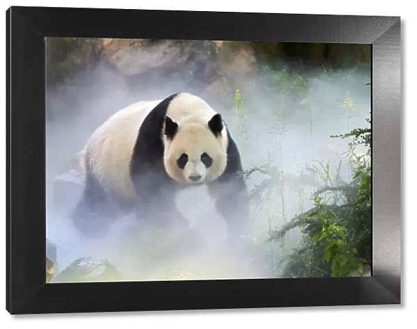 Giant panda (Ailuropoda melanoleuca) female, Huan Huan, out in her enclosure in mist