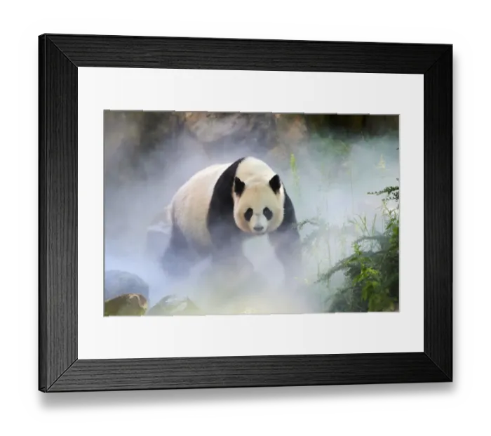 Framed Print : Giant panda (Ailuropoda melanoleuca) female, Huan Huan, out in her enclosure in mist Framed Print : Giant panda (Ailuropoda melanoleuca) female, Huan Huan, out in her enclosure in mist
