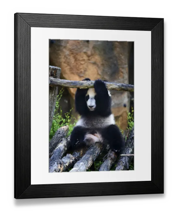 Framed Print : Giant panda (Ailuropoda melanoleuca) cub playing on wooden structure Framed Print : Giant panda (Ailuropoda melanoleuca) cub playing on wooden structure