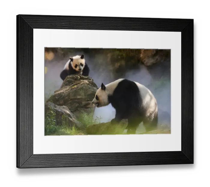Framed Print : Giant panda (Ailuropoda melanoleuca) female Huan Huan and her cub out in their enclosure in mist Framed Print : Giant panda (Ailuropoda melanoleuca) female Huan Huan and her cub out in their enclosure in mist