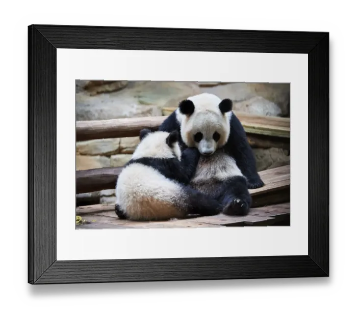 Framed Print : Giant panda cub (Ailuropoda melanoleuca) Yuan Meng suckling from his mother Huan Huan Framed Print : Giant panda cub (Ailuropoda melanoleuca) Yuan Meng suckling from his mother Huan Huan