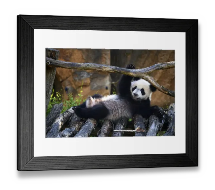 Framed Print : Giant panda (Ailuropoda melanoleuca) cub playing on wooden structure