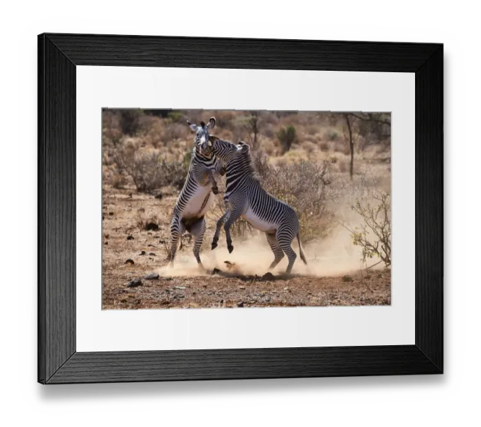 Framed Print : Grevy zebra (Equus grevyi) stallions fighting, Samburu National Reserve, Kenya Framed Print : Grevy zebra (Equus grevyi) stallions fighting, Samburu National Reserve, Kenya