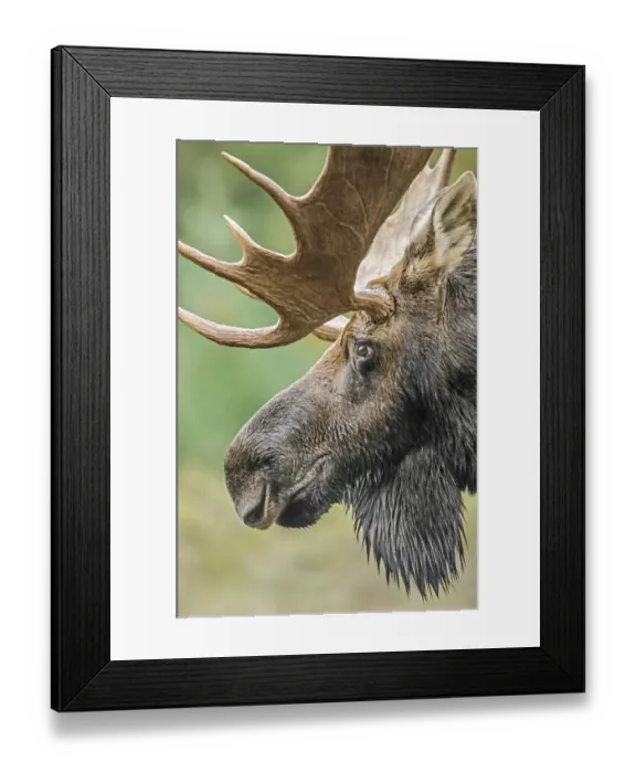 Framed Print : Moose (Alces alces) bull portrait, Baxter State Park, Maine, USA Framed Print : Moose (Alces alces) bull portrait, Baxter State Park, Maine, USA
