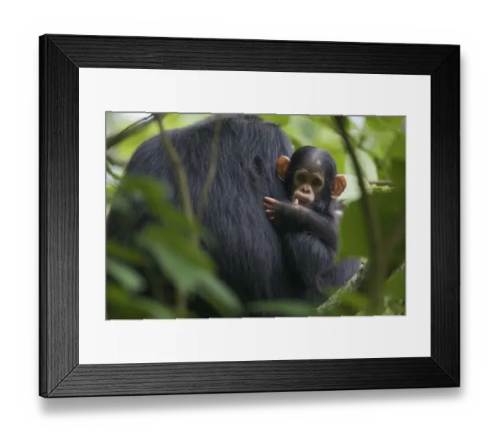 Framed Print : Baby male Chimpanzee (Pan troglodytes schweinfurthii) Klauce (4 months)