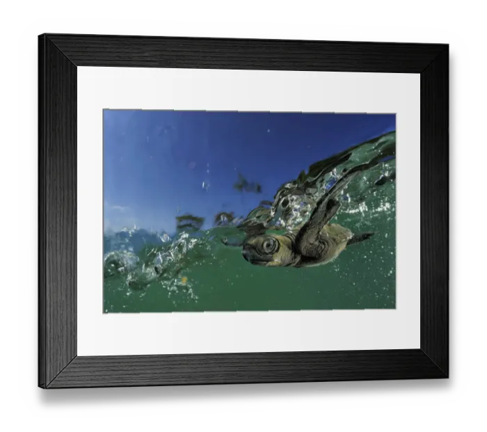 Framed Print : Baby Olive Ridley sea turtle (Lepidochelys olivacea) struggles against the swell Framed Print : Baby Olive Ridley sea turtle (Lepidochelys olivacea) struggles against the swell