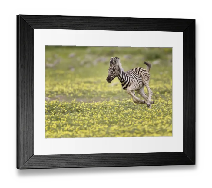 Framed Print : Zebra (Equus quagga) foal running through Devils Thorn flowers (Tribulus terrestris) Framed Print : Zebra (Equus quagga) foal running through Devils Thorn flowers (Tribulus terrestris)