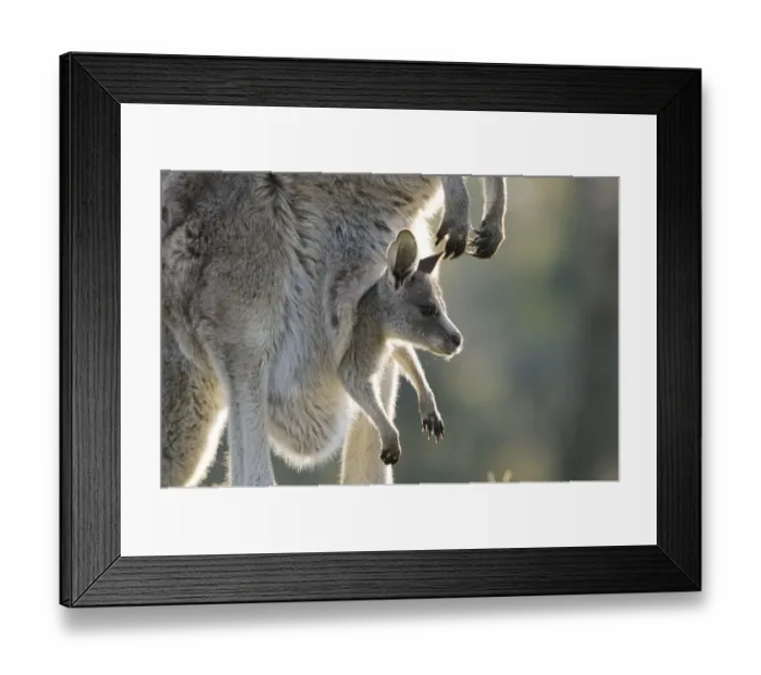 Framed Print : Eastern grey kangaroo (Macropus giganteus) with joey in pouch, Australian Capital Territory Framed Print : Eastern grey kangaroo (Macropus giganteus) with joey in pouch, Australian Capital Territory
