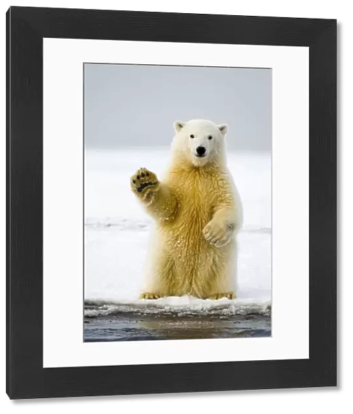 Polar bear (Ursus maritimus) curious cub sits up on its hind legs, paw raised