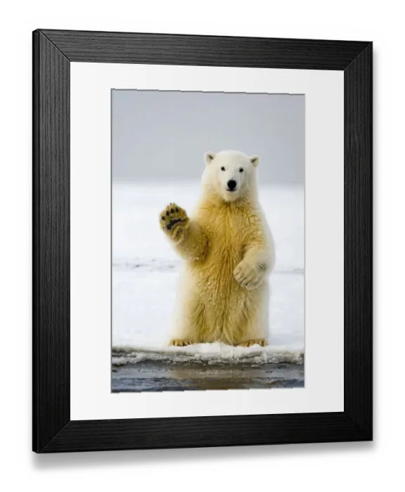 Framed Print : Polar bear (Ursus maritimus) curious cub sits up on its hind legs, paw raised Framed Print : Polar bear (Ursus maritimus) curious cub sits up on its hind legs, paw raised