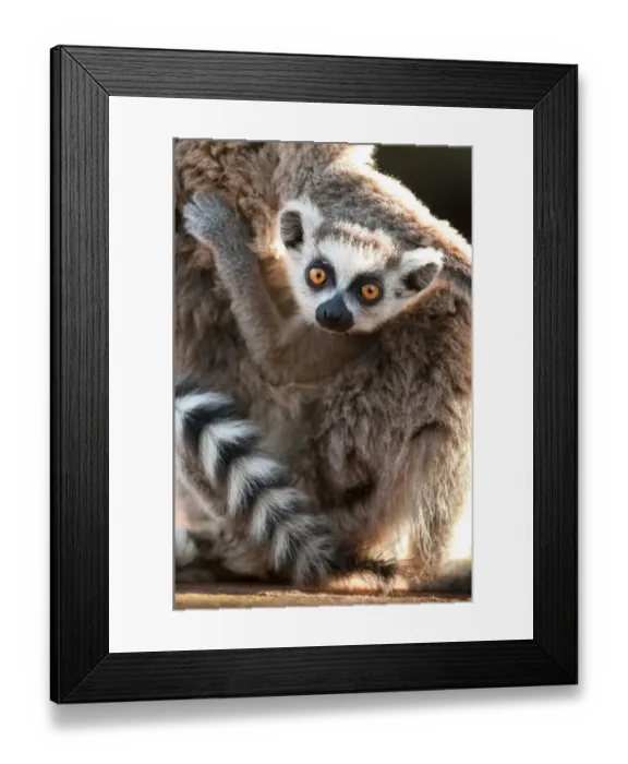 Framed Print : Young Ring-tailed lemur (Lemur catta) 6-8 weeks, clinging to mother, Berenty Private Reserve Framed Print : Young Ring-tailed lemur (Lemur catta) 6-8 weeks, clinging to mother, Berenty Private Reserve