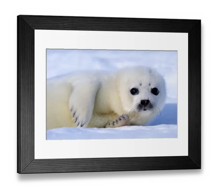 Framed Print : Portrait of Harp seal (Phoca groenlandicus) pup, Magdalen Islands, Gulf of St Lawrence