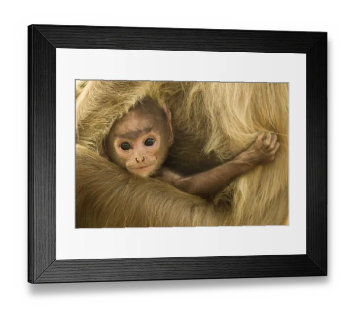 Framed Print : Northern Plains grey Langur (Semnopithecus entellus) baby holding onto mother, Bandhavgarh Framed Print : Northern Plains grey Langur (Semnopithecus entellus) baby holding onto mother, Bandhavgarh