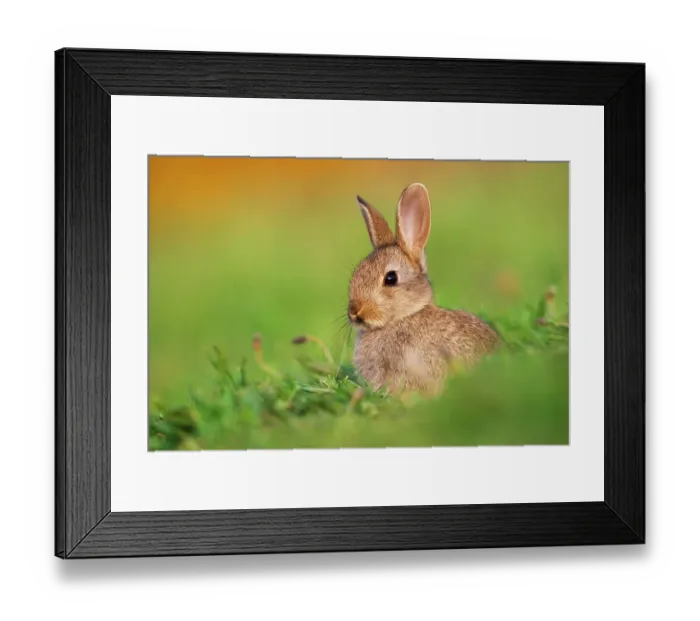 Framed Print : Juvenile European rabbit (Oryctolagus cuniculus) in public park, Edinburgh, Scotland, June Framed Print : Juvenile European rabbit (Oryctolagus cuniculus) in public park, Edinburgh, Scotland, June