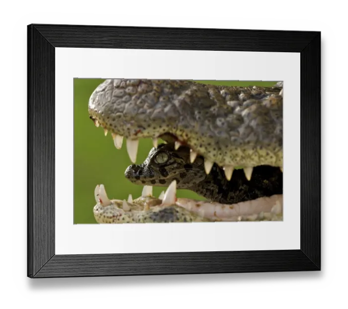 Framed Print : Broad snouted caiman (Caiman latirostris) baby in mothers mouth being carried from the nest Framed Print : Broad snouted caiman (Caiman latirostris) baby in mothers mouth being carried from the nest