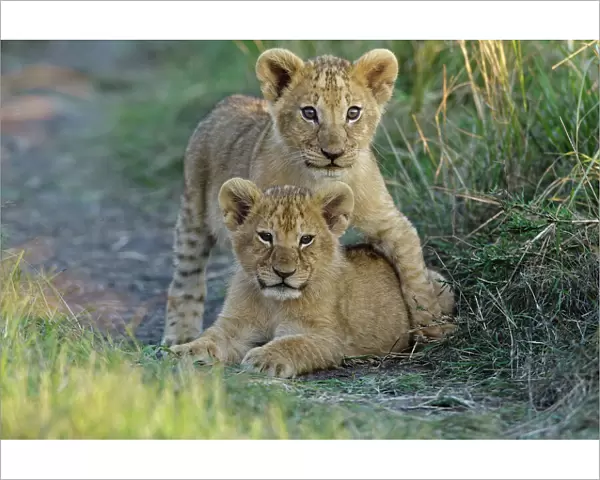 Lion (Panthera leo) cubs playing, Masai-Mara Game Reserve, Kenya. Vulnerable species