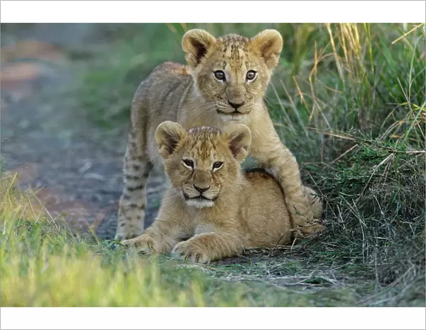 Lion (Panthera leo) cubs playing, Masai-Mara Game Reserve, Kenya. Vulnerable species