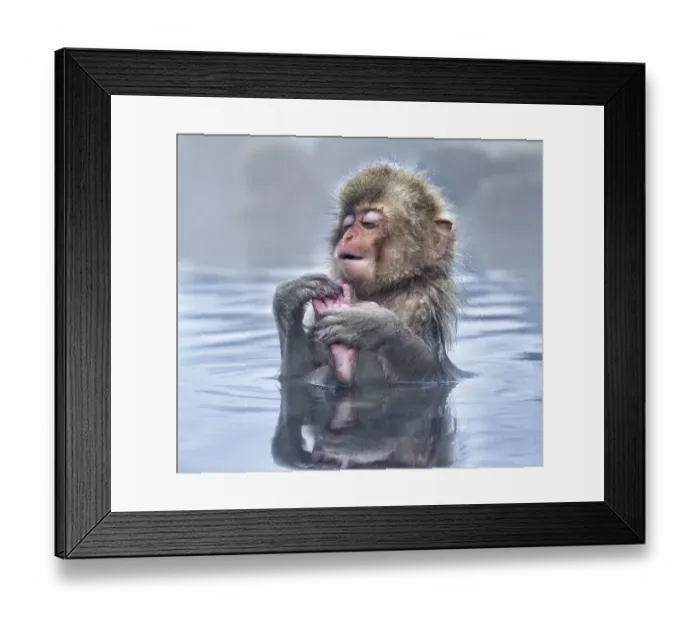 Framed Print : Japanese Macaque (Macaca fuscata) baby enjoying a relaxing moment in the hot spring in Jigokudani Framed Print : Japanese Macaque (Macaca fuscata) baby enjoying a relaxing moment in the hot spring in Jigokudani