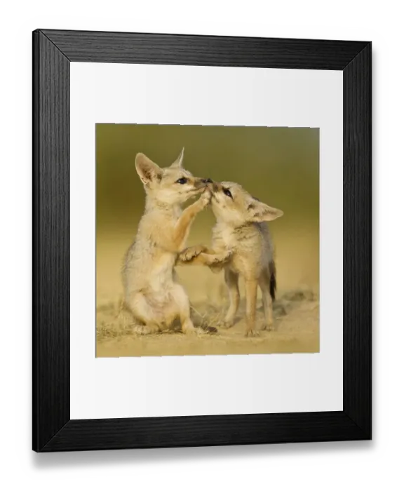 Framed Print : Indian fox (Vulpes bengalensis) pups at play by a den in the Little Rann, Kutch, Gujarat Framed Print : Indian fox (Vulpes bengalensis) pups at play by a den in the Little Rann, Kutch, Gujarat