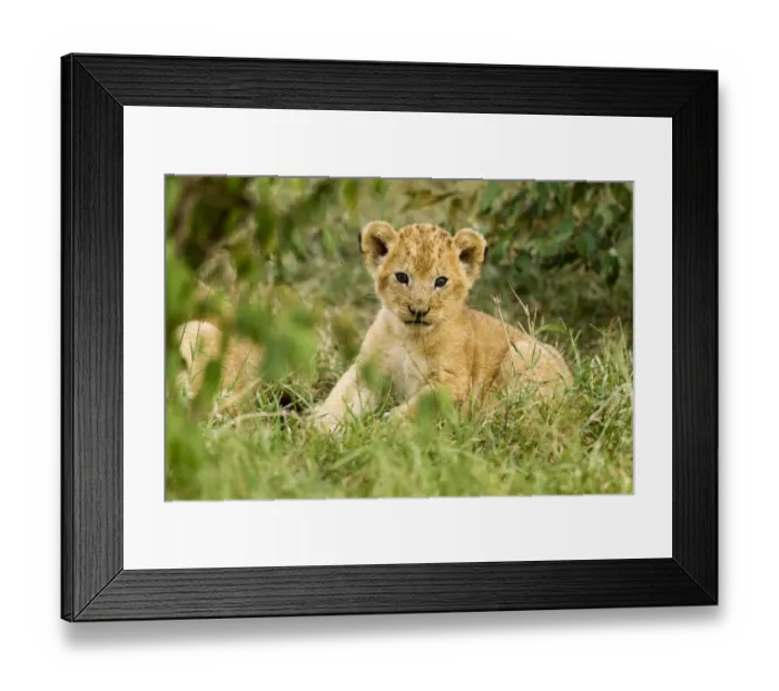 Framed Print : Lion (Panthera leo) cub portrait, Masai Mara Game Reserve, Kenya Framed Print : Lion (Panthera leo) cub portrait, Masai Mara Game Reserve, Kenya