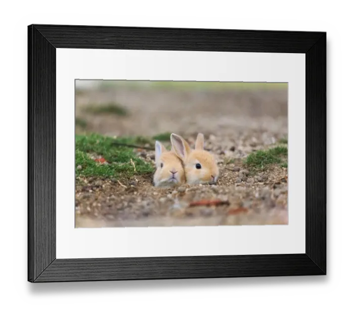 Framed Print : Feral domestic rabbit (Oryctolagus cuniculus) babies poking head out of nest, Okunojima Island Framed Print : Feral domestic rabbit (Oryctolagus cuniculus) babies poking head out of nest, Okunojima Island