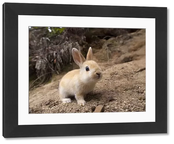 Feral domestic rabbit (Oryctolagus cuniculus) Okunojima Island, also known as Rabbit Island