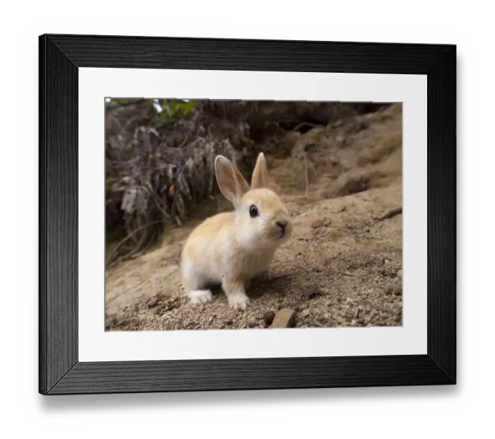 Framed Print : Feral domestic rabbit (Oryctolagus cuniculus) Okunojima Island, also known as Rabbit Island Framed Print : Feral domestic rabbit (Oryctolagus cuniculus) Okunojima Island, also known as Rabbit Island